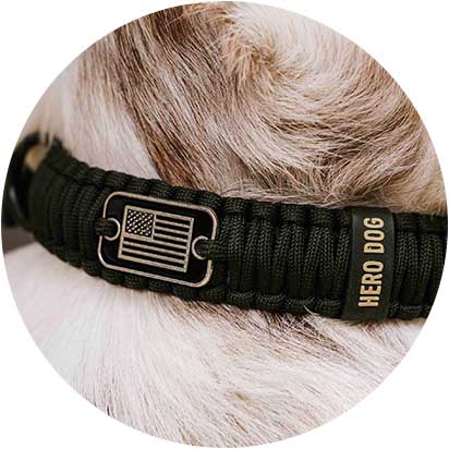 Best Dog Collar Products
