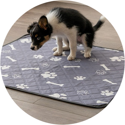 Cleaning & Grooming & Potty Pads for Dogs Products